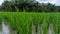 Rice is a plant whose leaves are green.