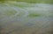 Rice plantation flooded with wheel marks