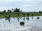 Rice plantation in Thailand