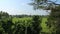 Rice plantation with white pagoda