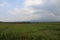 Rice plantations. green fields. agriculture.