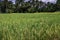 Rice plantations, Java, Indonesia