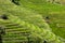 Rice planting on the mountain, Rice terraces at Ban Pa Pong Piengin