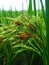 rice plants affected by false scorch disease on the seeds