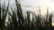 rice plants in the afternoon