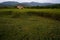 Rice plants fallen down due to strong wind