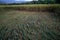 Rice plants fallen down due to strong wind