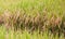 Rice plants in field