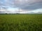 rice plants in the fields and twin mountain