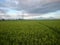 rice plants in the fields and twin mountain