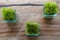 Rice plants in glass pot. Young green rice plant in square pot on table with massive wooden board. Top view rice seedlings in