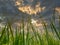 The rice plants in the growing season are approaching the harvest