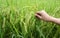 Rice plants and hand