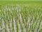 Rice plants that have been planted in watery rice fields