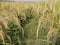 the rice plants have turned yellow ready for harvest