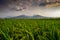 Rice plants and the mountain dusk