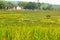 The rice plants in the paddy fields are starting to turn yellow are ready to be harvested in Bali