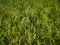 The rice plants in the rice fields that have started to turn yellow, ready to be harvested