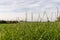 Rice Production Field in Brazil 04