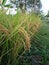 rice ready to be harvested