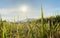 rice ready to be harvested paddy field