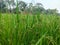 Rice ready to harvest