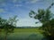 Rice replanting view framed by ipil-ipil