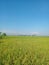 rice in the rice fields that are starting to turn yellow, a sign that they are old, ready to be harvested, blue sky background