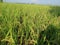 rice in the rice fields that are starting to turn yellow, a sign that they are old, ready to be harvested, blue sky background