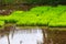 Rice sapling, rice plant at the paddy field, floating rice farm at rural in Thailand