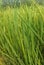 Rice, with the scientific name Oryza sativa L. is a cultivated plant, although there is also a wild rice.