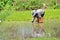 Rice seedling transplanting.