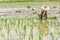 Rice seedling transplanting