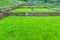 Rice seedling in warter at field