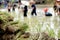 Rice seedlings with a blur of the muddy Asian children enjoys planting rice in the field farm for learning how the rice growing