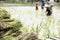 Rice seedlings with a blur of the muddy Asian children enjoys planting rice in the field farm for learning how the rice growing