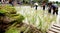 Rice seedlings with a blur of the muddy Asian children enjoys planting rice in the field farm for learning how the rice growing