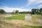 Rice seedlings cornfield against blue sky