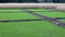 Rice seedlings germinating in the fields