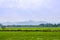 Rice seedlings grown in the green rice fields