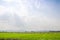 Rice seedlings grown in the green rice fields