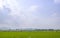 Rice seedlings grown in the green rice fields