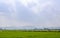 Rice seedlings grown in the green rice fields