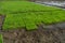 Rice seedlings nursery in trays