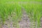 Rice seedlings in paddy field growing racked and dry soil in arid areas landscape