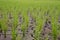 Rice seedlings in paddy field growing racked and dry soil in arid areas landscape