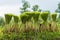 Rice seedlings prepared for planting