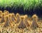 Rice sheaf after harvest on the field