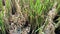 Rice snail eggs attached to rice plant stems