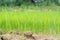 Rice and soil cultivation.